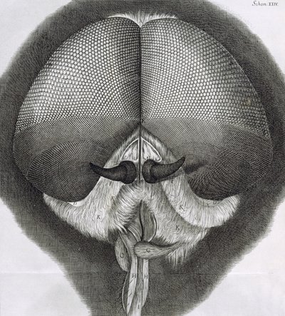 Grey Drone-Fly, Observation XXXIX from Hooke