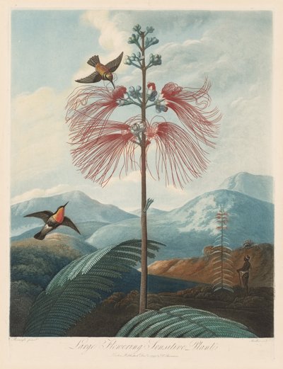 The Temple of Flora, or Garden of Nature: Large Flowering Sensitive Plant by Robert John Thornton