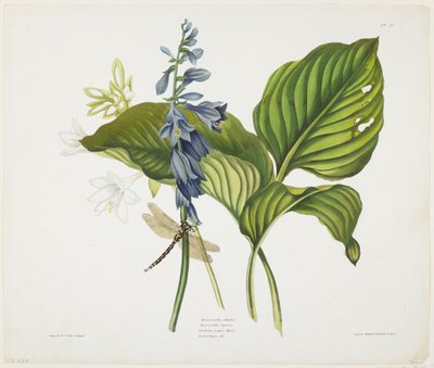 Common Hostas and English Dragon Fly by Robert the Younger Havell