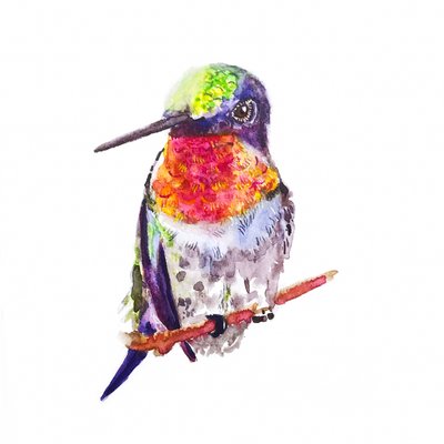 Ruby Throated Hummingbird by Roberta Murray