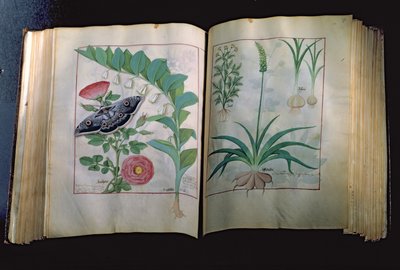 Two pages depicting Rose and Garlic, from The Book of Simple Medicines by Mattheus Platearius, c.1470 by Robinet Testard