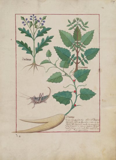 Illustration from the Book of Simple Medicines by Mattheaus Platearius, c.1470 by Robinet Testard