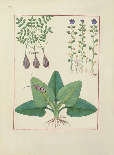 Illustration from the Book of Simple Medicines by Mattheaus Platearius, c.1470 by Robinet Testard