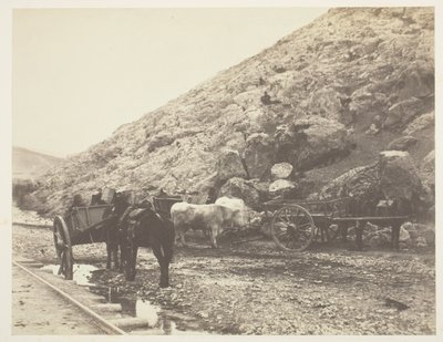 Cattle and Carts, Leaving Balaklava by Roger Fenton