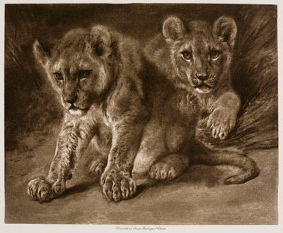Two Lion Cubs by Rosa Bonheur