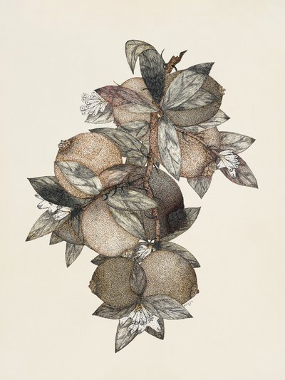 Pomegranate (1867) by Rufus King
