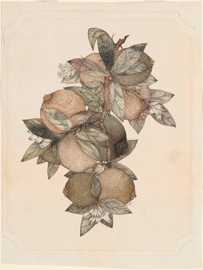 Pomegranate Fruit by Rufus King