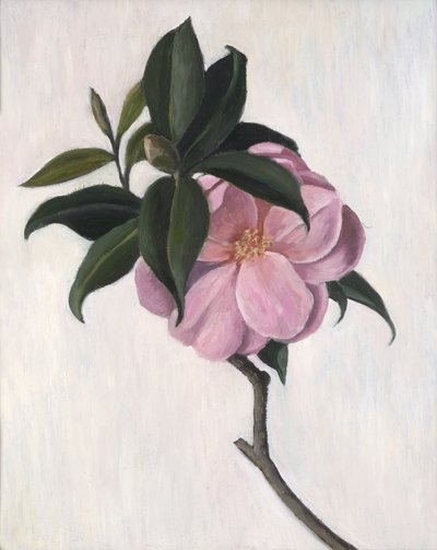 Camellia by Ruth Addinall