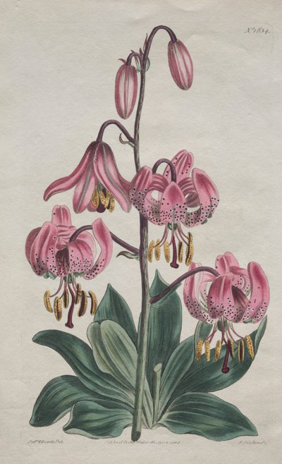 The Botanical Magazine or Flower Garden Displayed... Turk