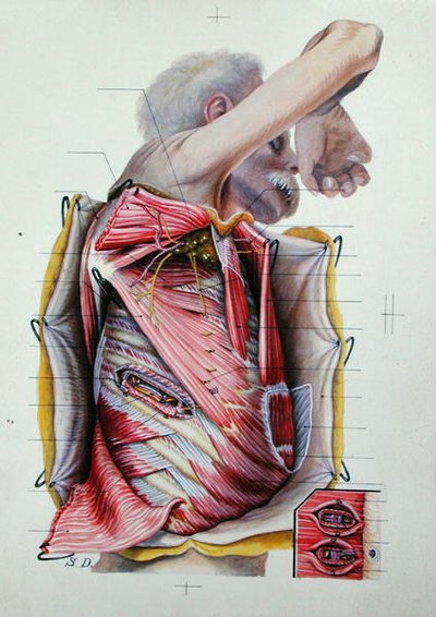 Dissection of the Right Lateral Face of the Thorax, from a Book on Anatomy by S. Dupret