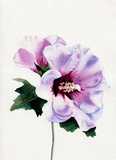 Purple Hibiscus Blooms by Salome