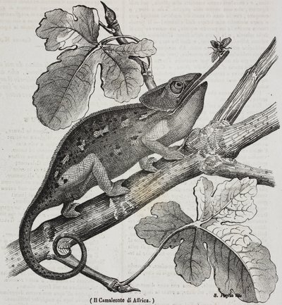 African chameleon, lithograph by Salvatore Puglia from Poliorama Pittoresco by Salvatore Puglia