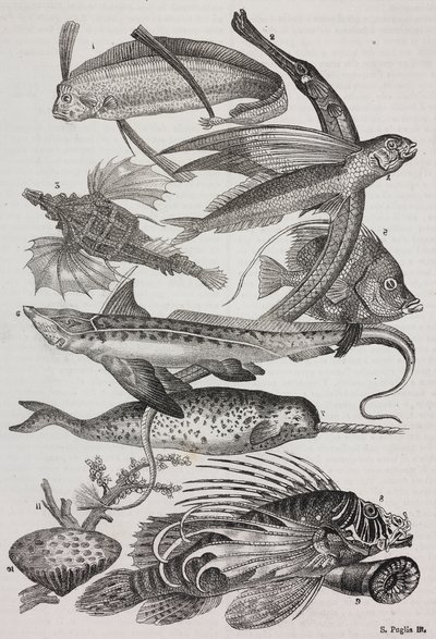 Ocean creatures: 1 Dattiloftera, 2 Syngnathus, 3 Pegasus, 4 Trachypterus, 5 Chaetodon, 6 Rabbit fish, 7 Unicorn (narwhal), 8 Flying Pteroids, 9 Attinia by Salvatore Puglia
