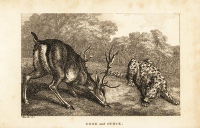 Encounter Between a Stag, Cervus elaphus, and a Snow Leopard, Panthera uncia by Samuel (after) Howitt