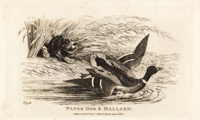 Water dog and mallard by Samuel (after) Howitt