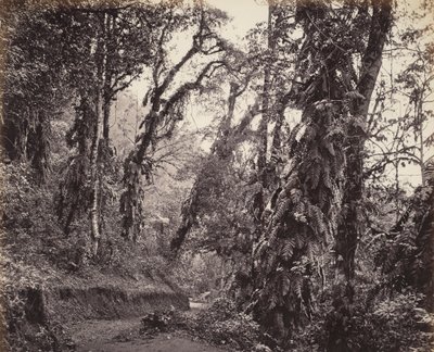 Darjeeling, Forest Scene with Creepers, with the Tukvar Road by Samuel Bourne