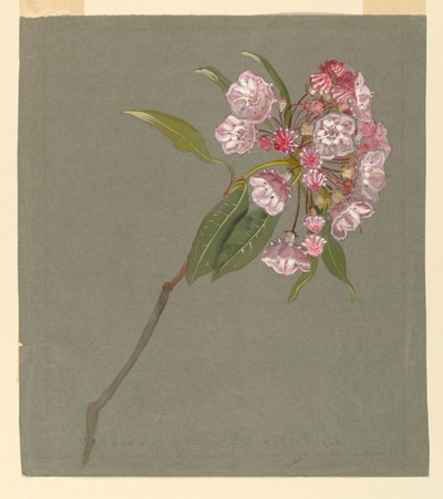 A Bough of Mountain Laurel with Leaves and Blossoms by Samuel Colman