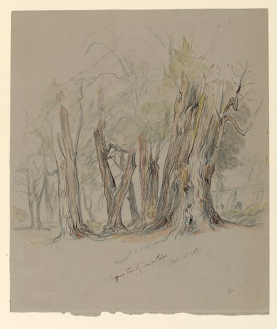 Cypress Trees of Chapultepec, Mexico by Samuel Colman