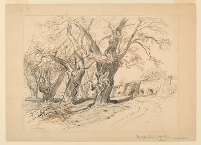 Drawing, Study for The Cypress Trees of Montezuma, Park of Chapultepec, Mexico by Samuel Colman