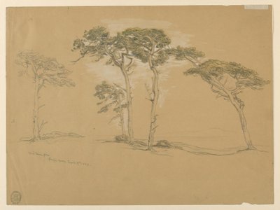 Windblown Pines, Pacific Grove. Verso: Pacific Coast road to Point Sur. by Samuel Colman
