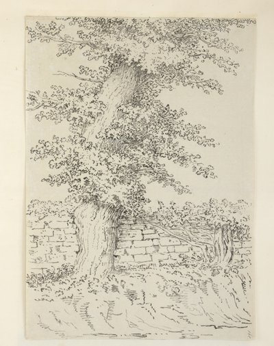 An Elm Tree at Bedminster by Samuel Hieronymous Grimm