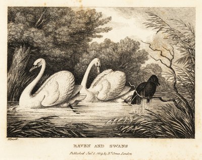 A raven tries to wash to be more like the white swans by Samuel Howitt