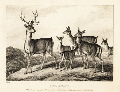 A stag with does and fawns by Samuel Howitt