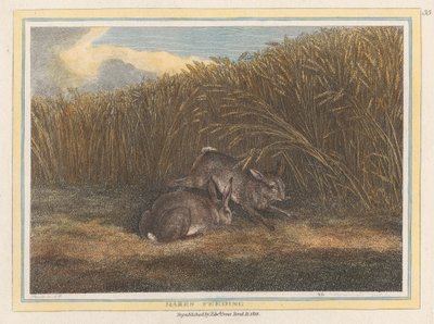Hares Feeding by Samuel Howitt
