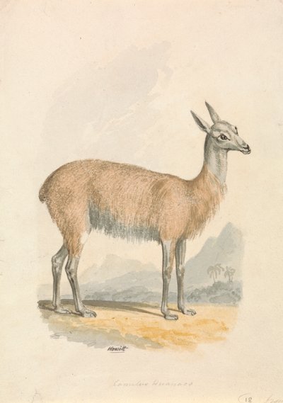 Llama by Samuel Howitt