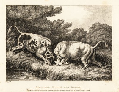 Two Bulls Locking Horns Near a Pond Full of Frogs by Samuel Howitt