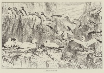 Birds on the Bass Rock, in the Natural History Museum, South Kensington by Samuel John Carter
