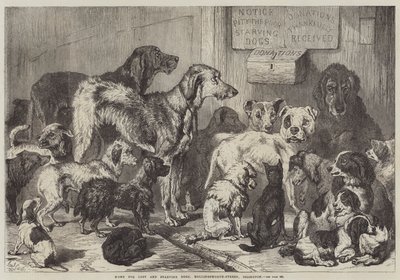 Home for Lost and Starving Dogs, Hollingsworth-Street, Islington by Samuel John Carter