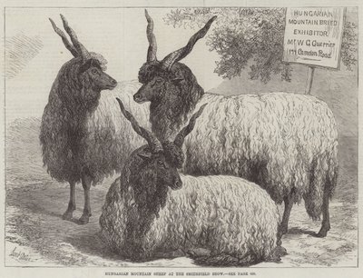 Hungarian Mountain Sheep at the Smithfield Show by Samuel John Carter