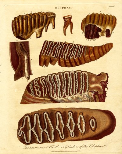 The Permanent Teeth; or Grinders of the Elephant by Samuel John Neele