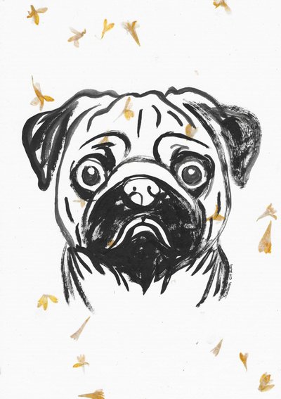 Pug With Falling Petals by Santhosh ch
