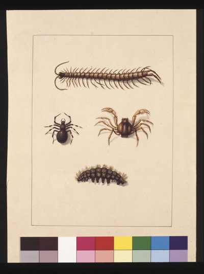 Insects of New South Wales. Now known as Common centipede, Spider genus Isopeda, Soldier Crab, Caterpillar by Sarah Stone