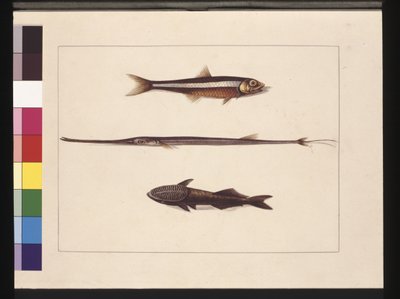 Atherine, Tabacco, Pipe Fish, Remora Fish: Now known as Anchovy, Flute Mouth and Sucking Fish by Sarah Stone