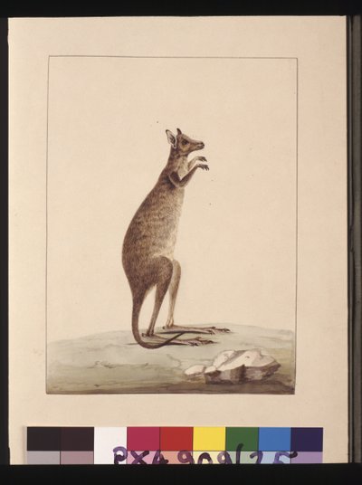 A Kangaroo. Now Known as a Kangaroo. Appears to be a Sarah Stone Copy of a Charles Catton Junr. Plate by Sarah Stone