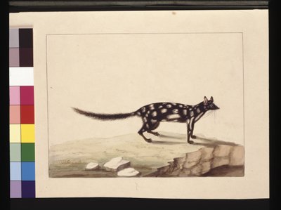 A Tapoa Tafa: Now known as a Dasyurus Quoll by Sarah Stone