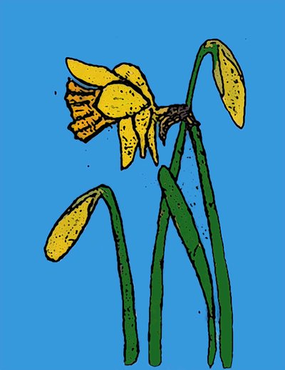 Daffodils by Sarah Thompson Engels