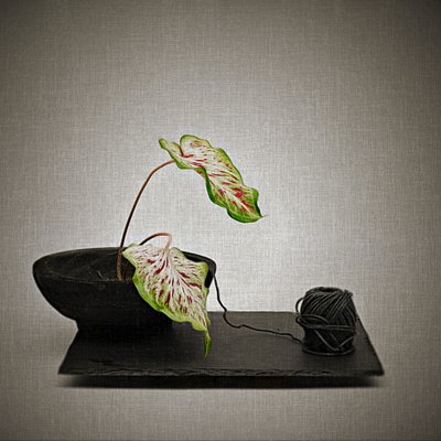 Caladium and Black Yarn by Saskia Dingemans