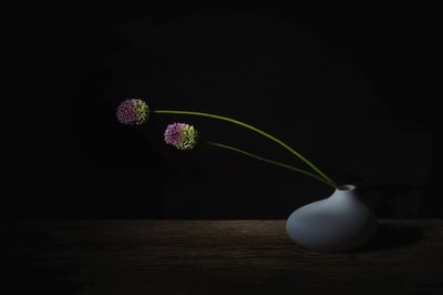Dark Allium Blooms by Saskia Dingemans