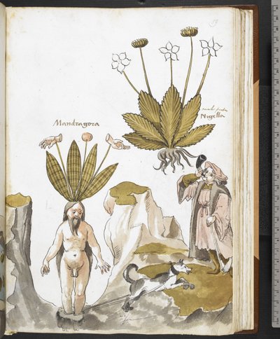 A mandrake being pulled out by a dog, from 