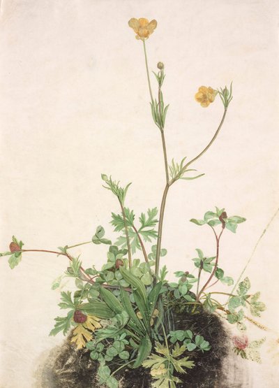 Buttercups, Red Clover, and Plantain by School of Albrecht Dürer