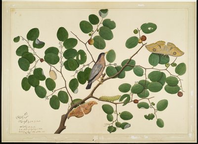 Brahminy Starling with Two Antheraea Moths, Caterpillar, and Cocoon on Indian Jujube Tree, folio from a Series Commissioned by Lady Impey, 1777 by Shaikh Zain ud Din