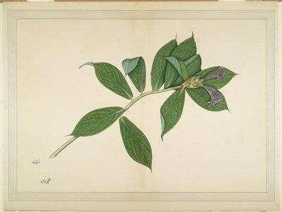 Crepe Ginger Plant, folio from a Series Commissioned by Lady Impey by Shaikh Zain ud Din