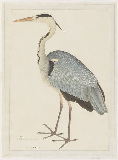 Grey Heron, folio from a Series Commissioned by Lady Impey by Shaikh Zain ud Din