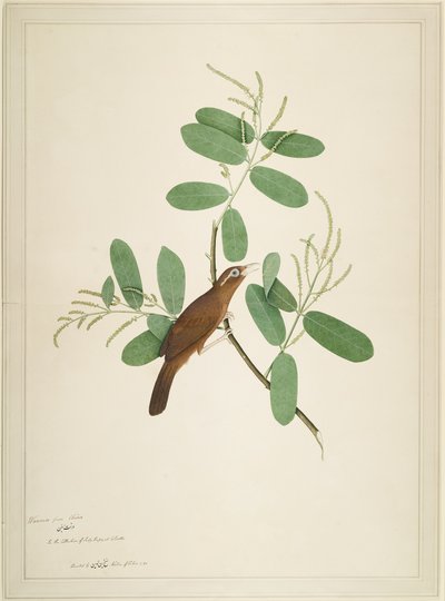 Hwamei on Terminalia Branch, folio from a Series Commissioned by Lady Impey by Shaikh Zain ud Din