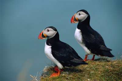 Iceland, Ingolfshofdi, Pair of Atlantic Puffins on grass covered cliff by Sisse Brimberg
