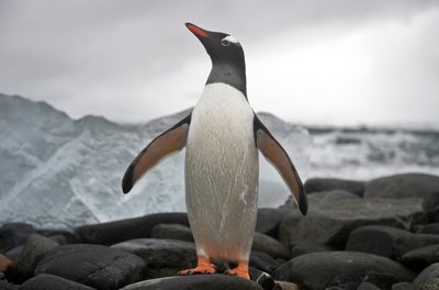 Portrait of a gentoo penguin, Pygoscelis papua, Antarctica, 2022 by Sisse Brimberg